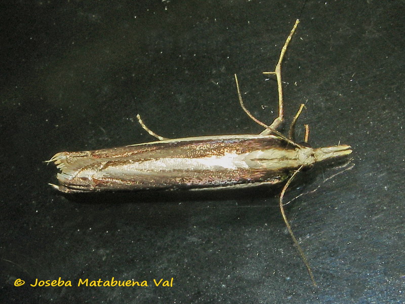 Catoptria fulgidella - Crambidae ? No, Angustalius malacellus